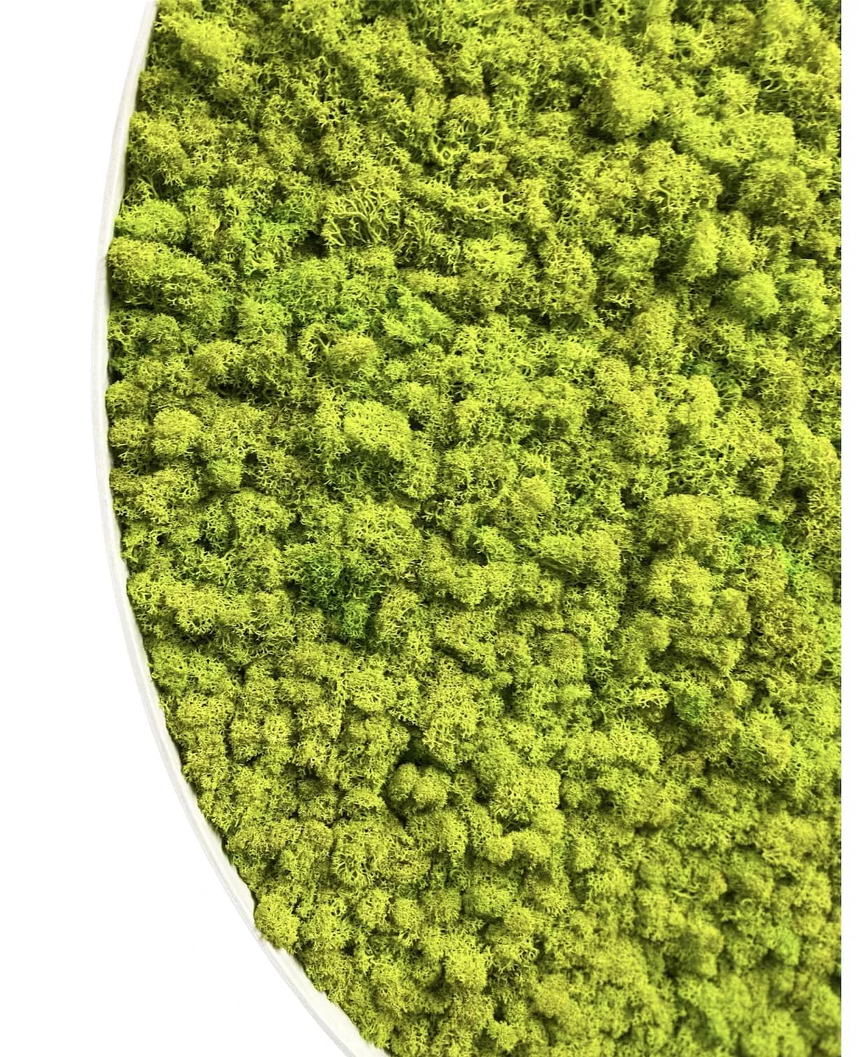 Кругла Картина з Моху Ягель - Панно з Моху - 60 см - 877056949