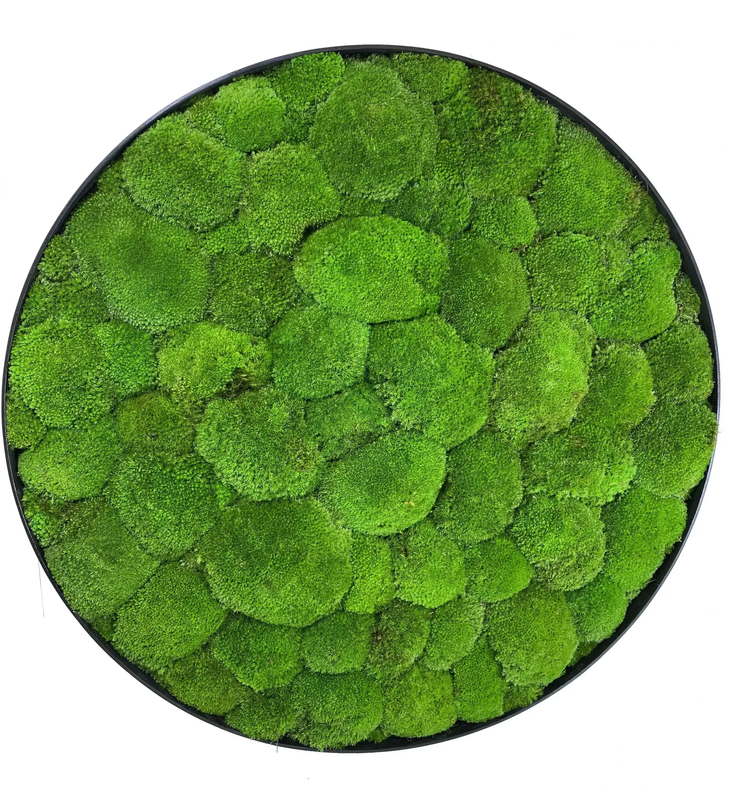 Кругла Картина з Моху Купина (Кочка) - 80 см - 161755774