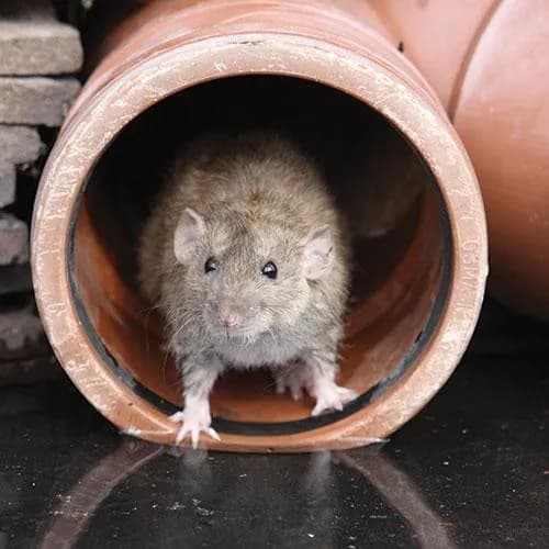 Еластичне обплетення для захисту від гризунів (Flexo Rodent Resistant), діаметр-19.1 мм, (1 м.п.), розтяжка 12.7-31.8 мм - 281847414